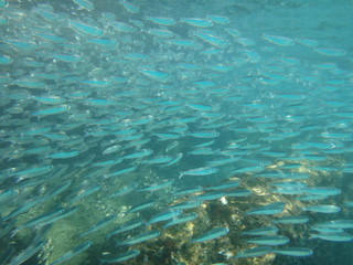Fototapeta na wymiar Great barrier reef