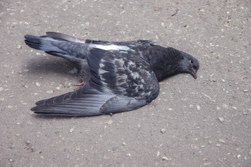 dead pigeon