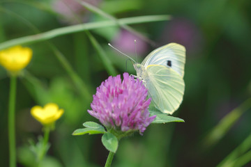 Papillon jaune pâle avec un ocelle noir butinant sur une fleur sauvage rose.