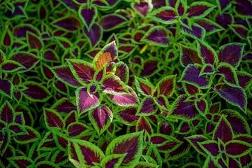 Euphorbia pulcherrima