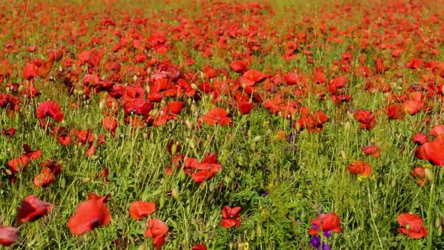 Beautiful colorful blooming summer field with poppy flowers, spikelets and motley grass swaying in wind.Tracking right.