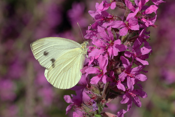Papillon jaune pâle sur fleur rose de l'arbre à papillons.