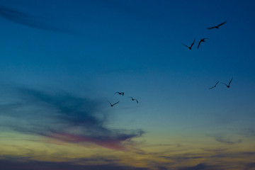 Seagulls flying in a colorful sky when night falls
