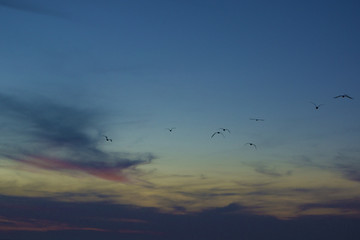 Seagulls flying in a colorful sky when night falls
