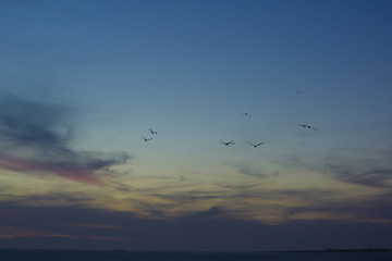 Seagulls flying in a colorful sky when night falls
