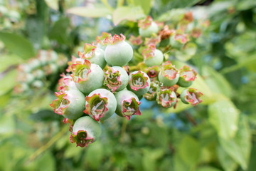 unripe bilberry on a shrub