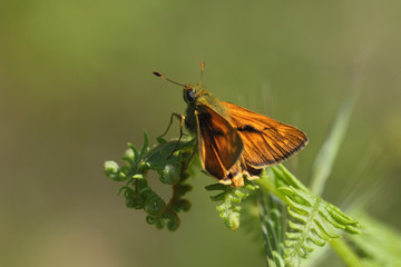 Petit papillon marron roux posé sur une fougère en lisière de forêt, Cévennes.