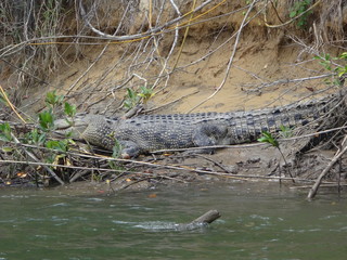 Crocodiles in Australia
