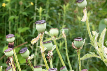 faded poppy flower
