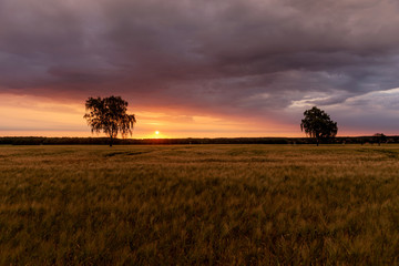 Sonnenaufgang über dem Getreidefeld