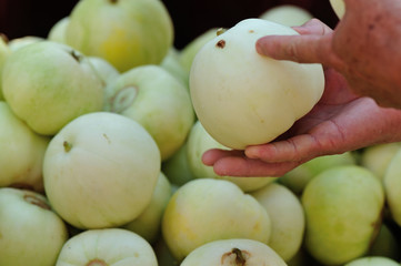 Honeydew Melon selling at agriculture fair