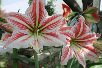 amaryllis