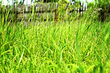 High green meadow grass.