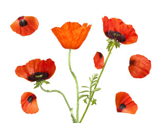 Naklejka premium Poppies with petals