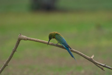 beautiful bird Blue tailed Bee eater