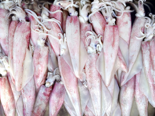 Obraz premium fresh squids in the market