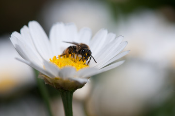 Biene auf Margeritenblüte