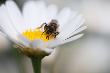 Biene auf Margeritenblüte