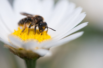 Biene auf Margeritenblüte