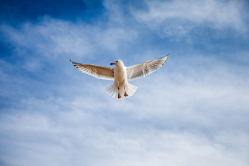 Seagull