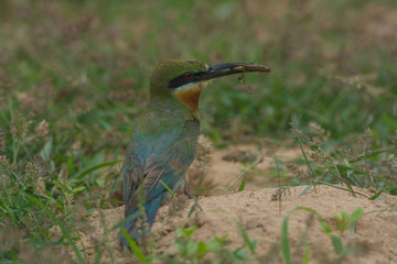 Blue-tailed Bee-eater bird on sand ground