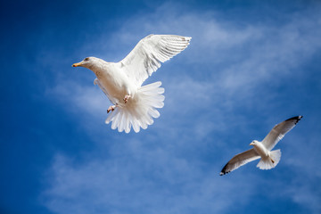 Seagulls