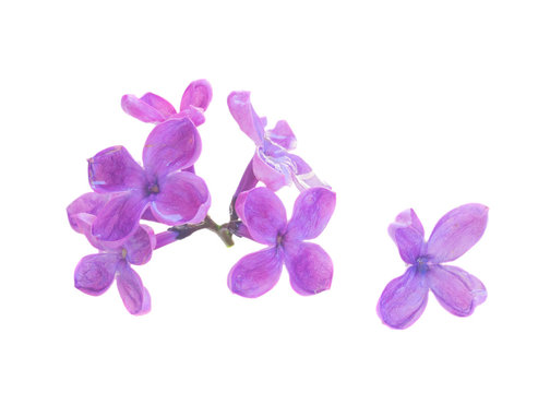 Fototapeta fresh lilac flowers close up isolated on white background