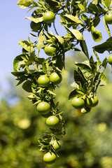Orange tree with fruits ripen in the garden 