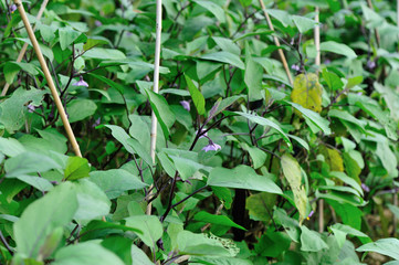 eggplants in growth at vegetable garden