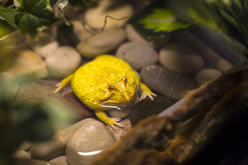 Water big tropical frog yellow in the wild 