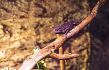 Live wild reptiles lizards shot close-up in nature 