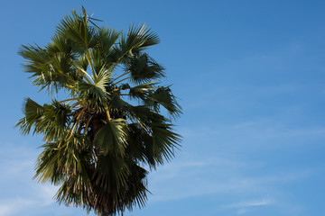 sugar palm