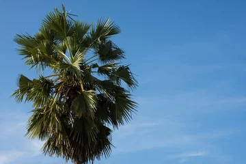 Photo sur Plexiglas Palmier sugar palm