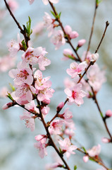 beautiful closeup spring blossoming tree