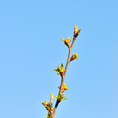 Blossoming branches of a tree.