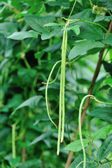 Long bean plants in growth at vegetable garden .