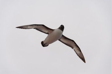 Antarctic petrel (Thalassoica antarctica)