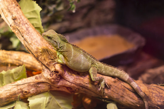 Live wild reptiles lizards shot close-up in nature 