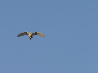 Barn owl, Tyto alba