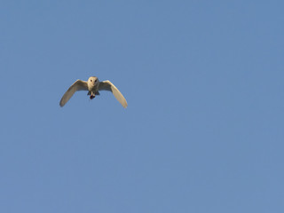Barn owl, Tyto alba