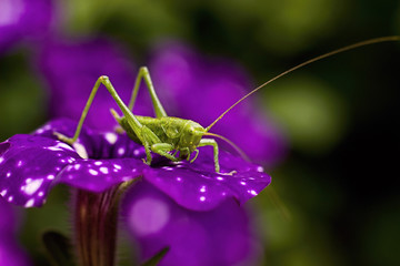 Green grasshopper on a purple flower