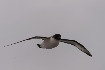 Antarctic petrel (Thalassoica antarctica)
