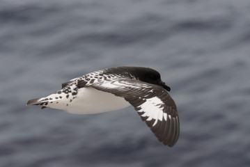 Antarctic petrel (Thalassoica antarctica)