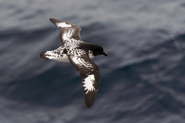 Antarctic petrel (Thalassoica antarctica)