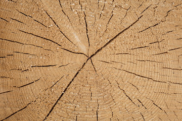 Wood in a sawmill