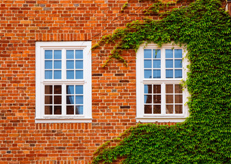 Fototapeta na wymiar Windows with ivy