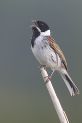 Common reed bunting, Emberiza schoeniclus