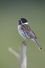 Common reed bunting, Emberiza schoeniclus