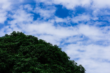 Fototapeta premium Mango tree