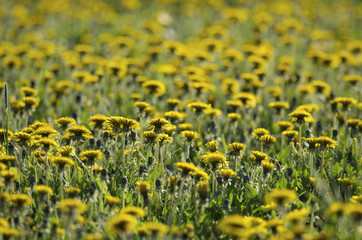 A lot of blooming dandelions in the evening sunlight